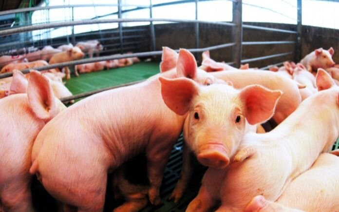 El Gobierno elimina derechos de exportación en productos agroindustriales