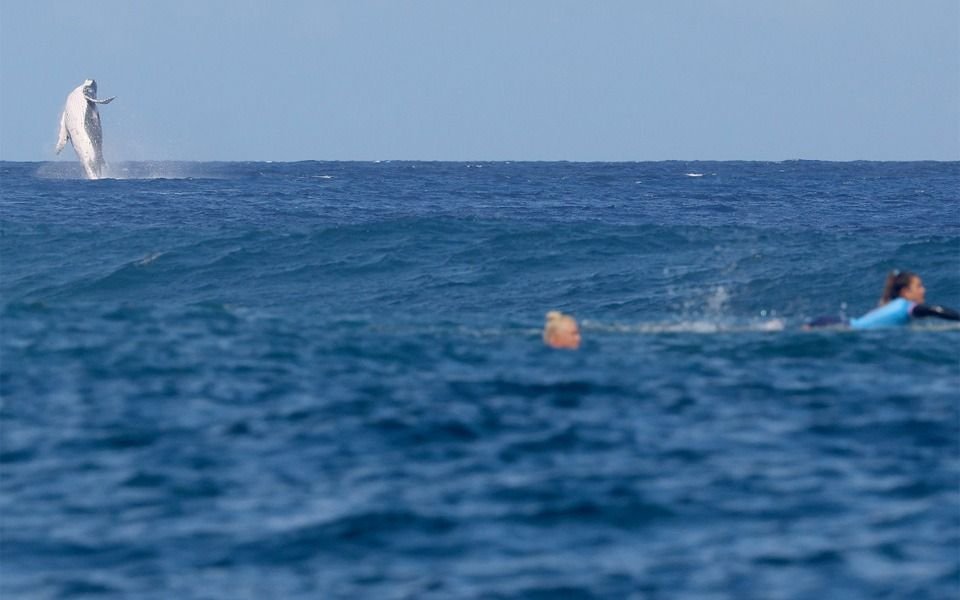 Sorpresa en París: una ballena saltó a metros de los surfistas en los Juegos Olímpicos