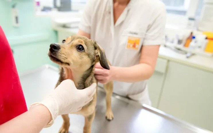 Día del Veterinario: por qué se celebra hoy, 6 de agosto