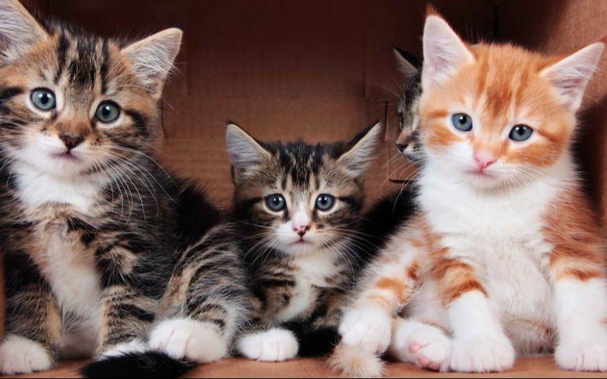 Día Internacional del Gato: por qué se celebra cada 8 de agosto