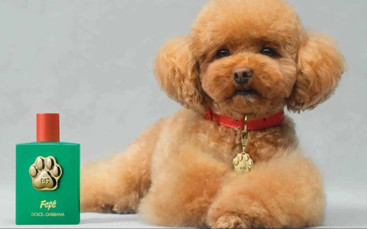 Veterinarios ponen bajo la lupa un perfume de Dolce & Gabbana exclusivo para perros