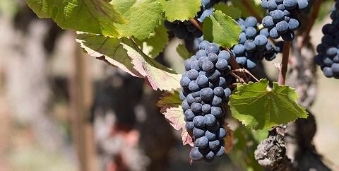 Día internacional de la uva Pinot Noir
