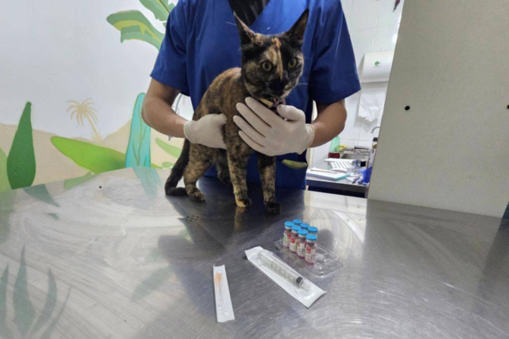 A las mascotas les llegó la crisis: por el alto costo de la vacunación, retrasan los calendarios