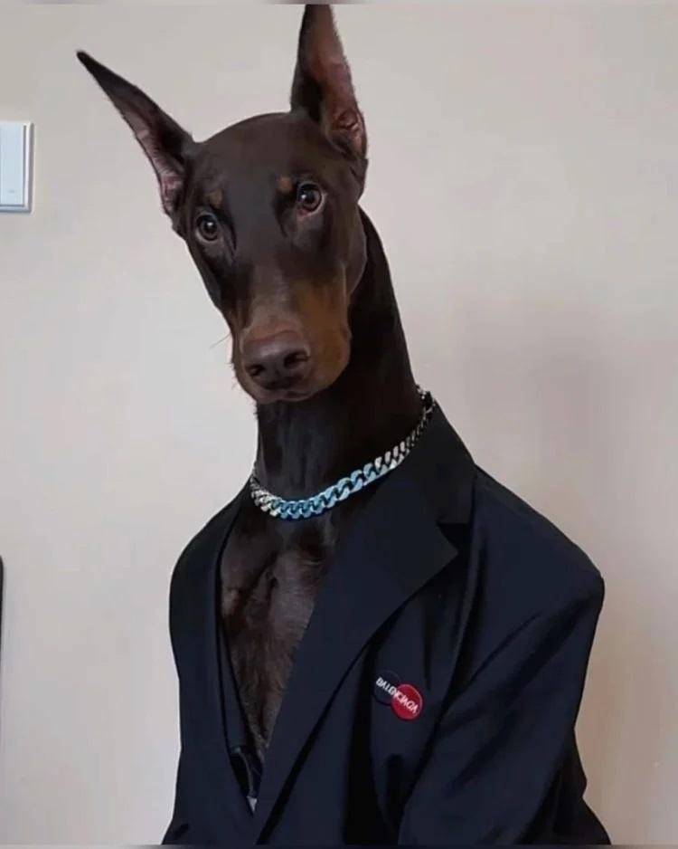 Con esa “percha”, a este dóberman todo le queda bien