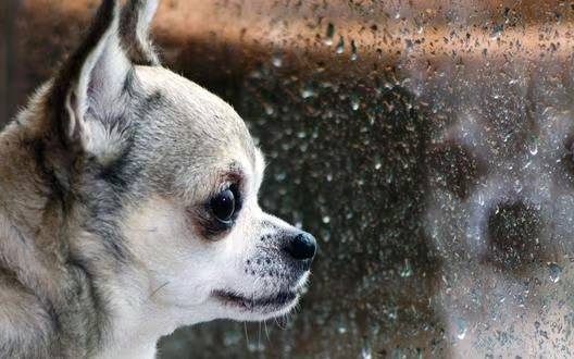 ¿Llega la lluvia a La Plata? Así estará el clima este domingo