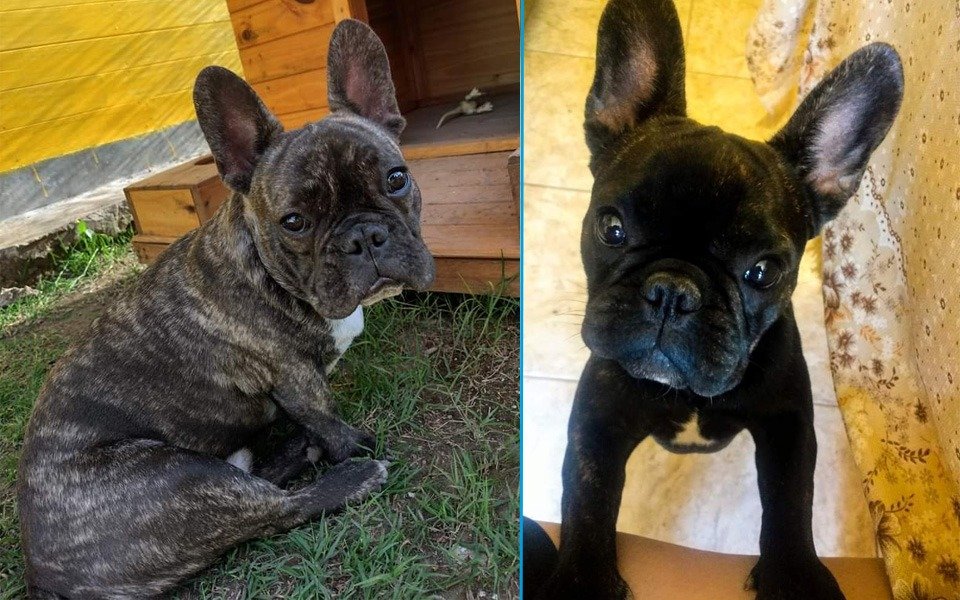Dos perros se extraviaron en Melchor Romero y son buscados desesperadamente por su familia