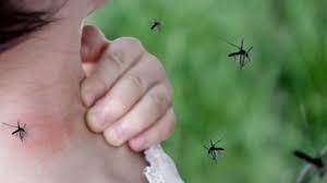 Qué se sabe del brote de dengue “muy fuerte” que se viene en la Provincia