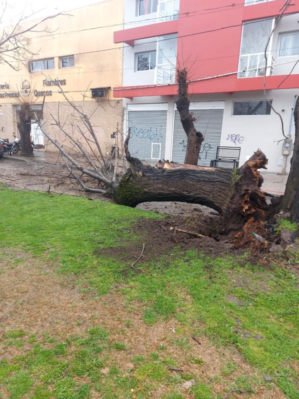 Cayó un árbol en diagonal 73 y 118 y bloqueó el tránsito