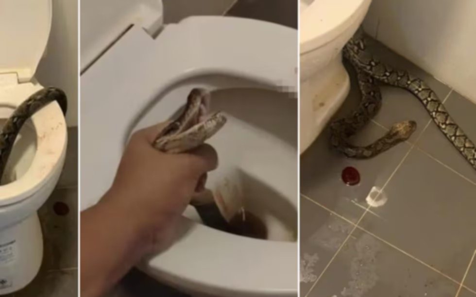 VIDEO. ¡Qué dolor! Una serpiente le mordió los testículos mientras estaba sentado en el inodoro