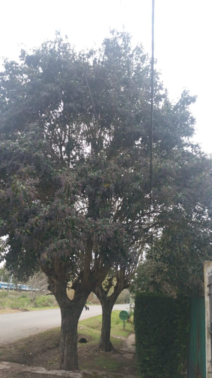 Piden poda de un árbol que toca los cables en la cuadra de 1, 49 y 50, Villa Elisa