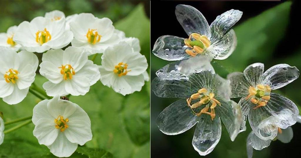 La flor que se torna transparente cuando se moja con la lluvia