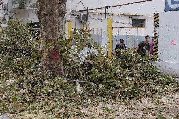 Los estorninos hacen de la suya e impacta en el patrimonio forestal