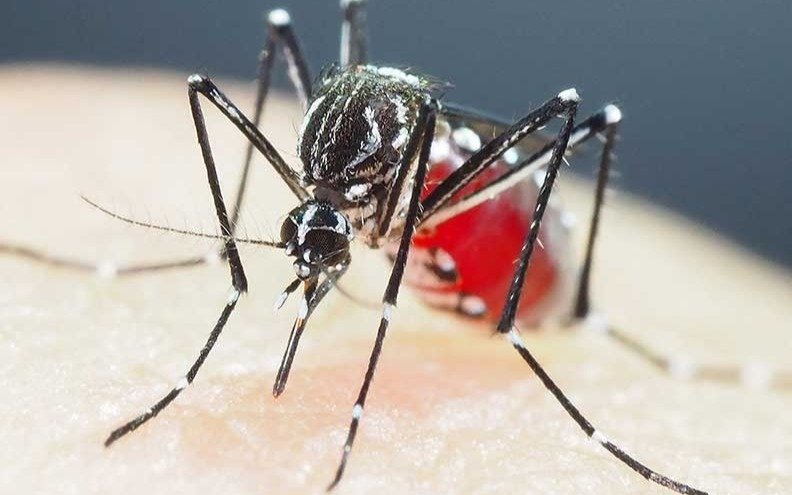 "Súper mosquito" transmisor del dengue: una mutación genética hace que el Aedes aegypti resista a insecticidas