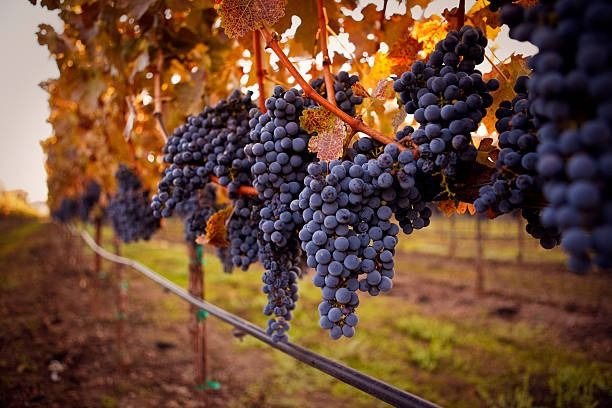 Se celebra el Día Internacional del Cabernet Sauvignon