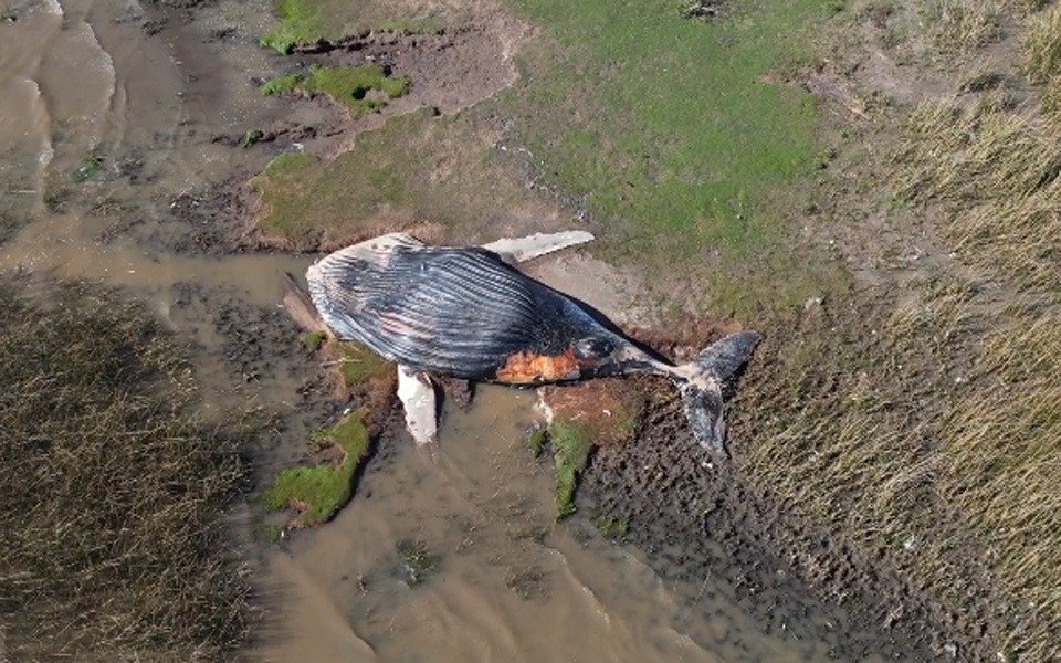 La ballena gigante en la Costa del Río de la Plata: el riesgo sanitario y la remoción de los restos
