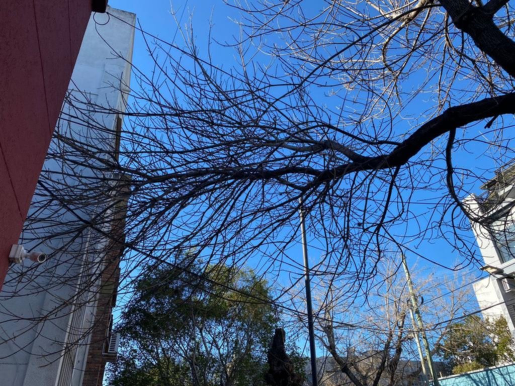 Reclaman por la poda de los árboles en la cuadra de 15 entre 58 y 59