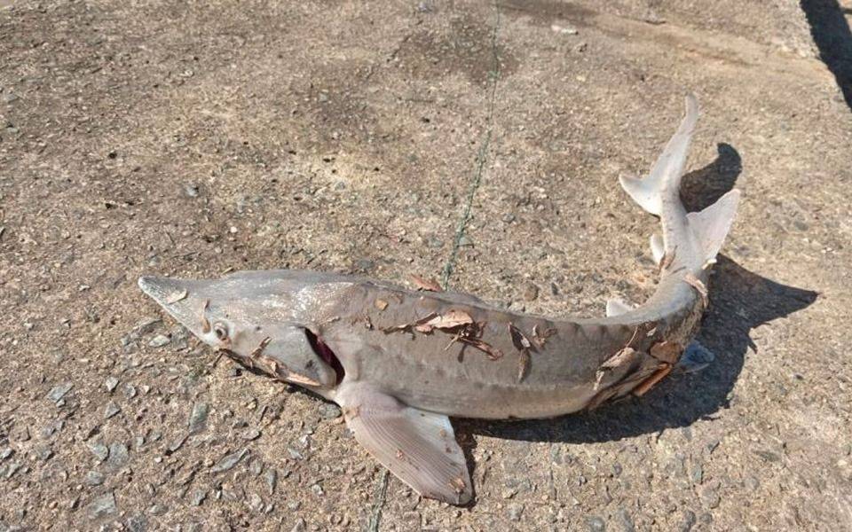"Caviar" en el Río de la Plata: la hipótesis de la aparición de esturiones y las claves de esa especie