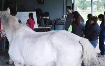 Caballos de Quilmes alerta sobre estafas mientras continúa campaña para salvar su hospital equino