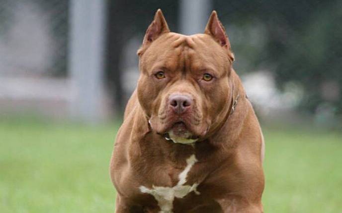 Una nena de cuatro años pelea por su vida: estaba jugando en su patio y la atacó el pitbull de la familia
