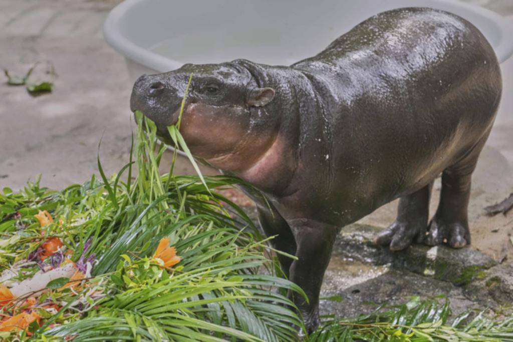 Festejos por el primer cumpleaños de Moo Deng, un adorable hipopótamo pigmeo