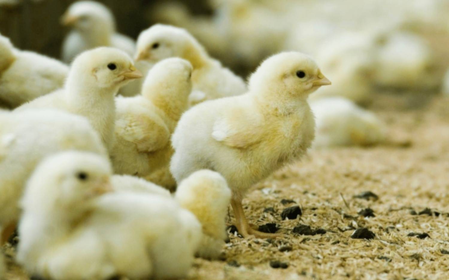Suben 137% las exportaciones de aves vivas y huevos fértiles en el primer semestre 2025
