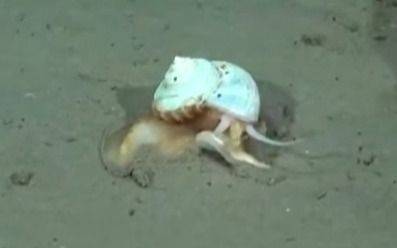 "¿Apareció "Gary"?: las redes explotan por el caracol que halló el Conicet en las profundidades del mar