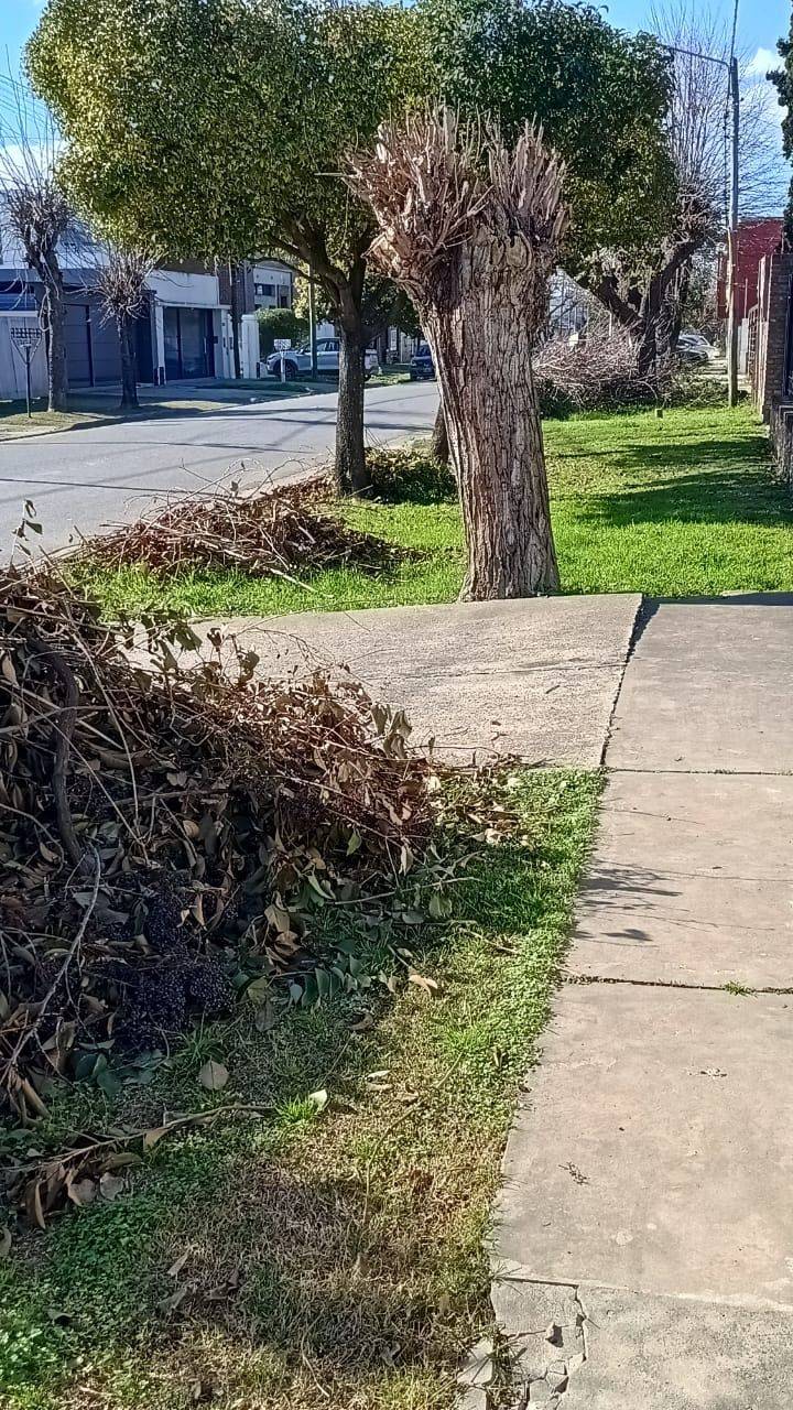 Montañas de ramas ya tapan los frentes de las viviendas en sector de San Carlos