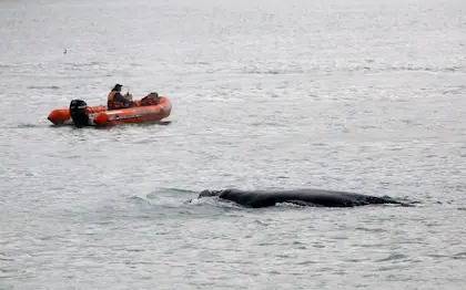 Una ballena sorprendió en Mar del Plata y fue escoltada fuera del puerto