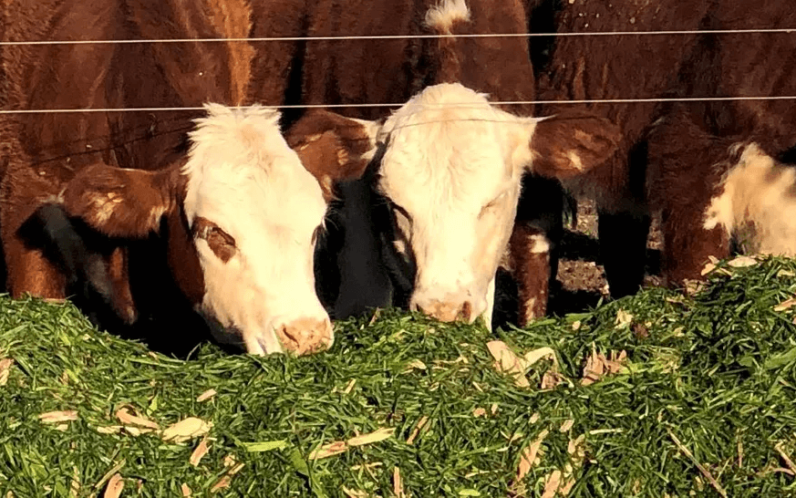 Optimismo ganadero y lechero en el campo argentino pese a la crisis agrícola