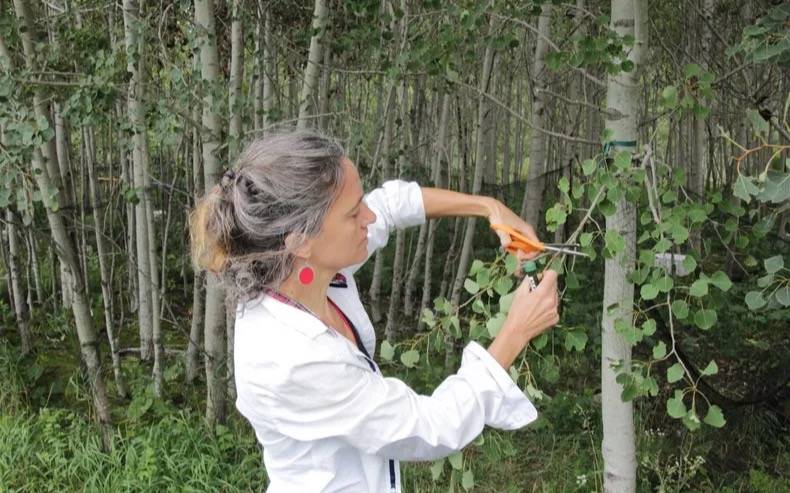 Un estudio de FAUBA en EE.UU. muestra cómo una polilla invasora diezma a una especie nativa