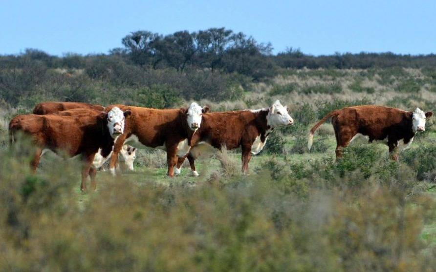 Chile deja de comprar carne argentina por miedo a la aftosa tras una medida del Gobierno