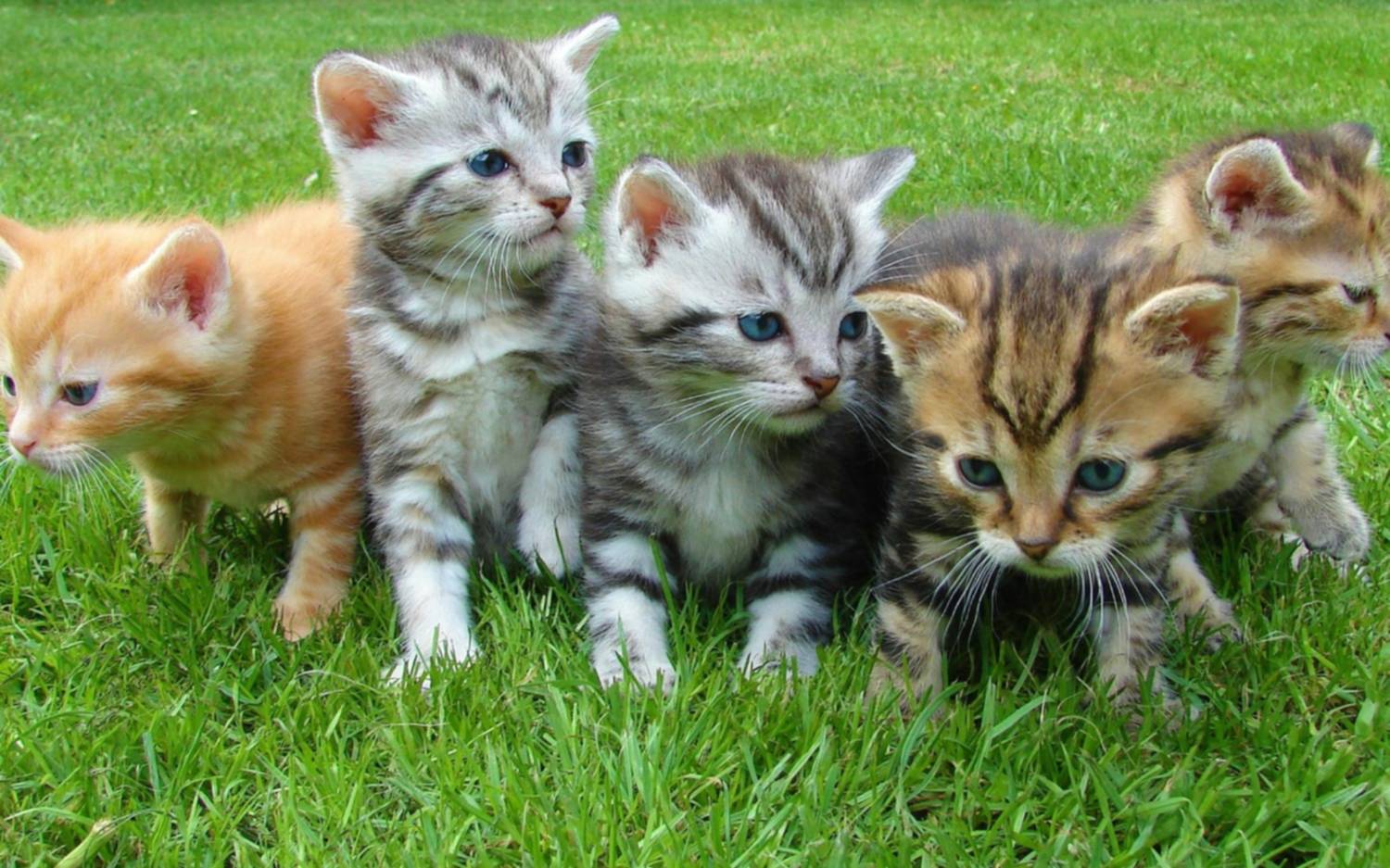 Día internacional del Gato: por qué se celebra tres veces al año y todos los secretos del felino