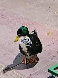 Fin de la polémica por el pato Juan en Mendoza