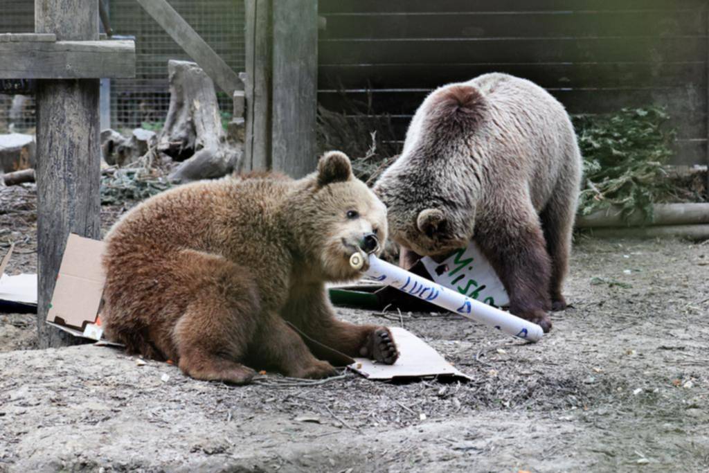 Ositos traviesos: se escaparon a comer a una reserva de miel, y volvieron tras un atracón