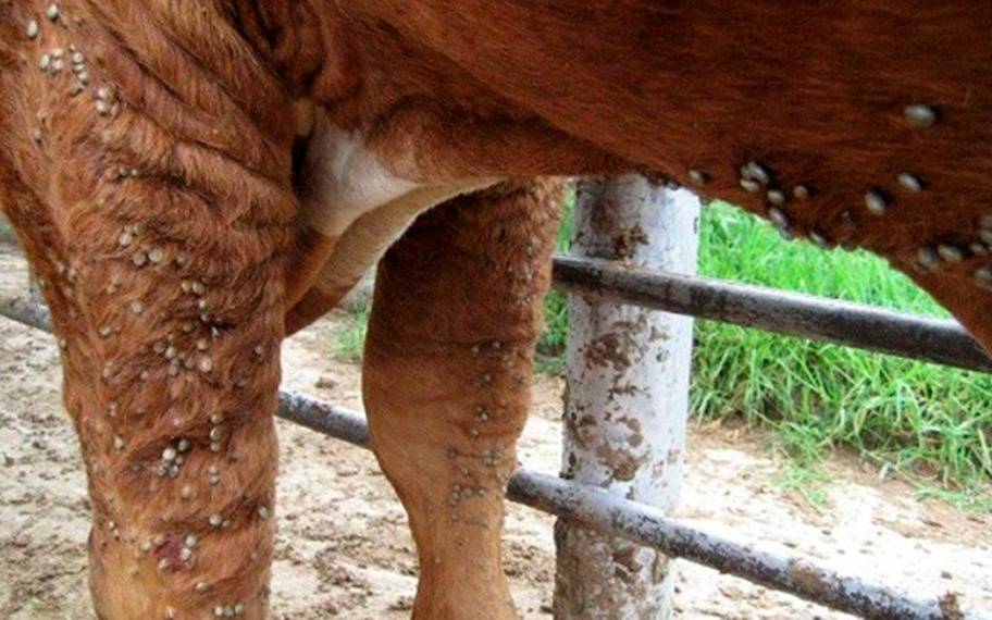 Entre Ríos: productores refuerzan el control contra la garrapata bovina
