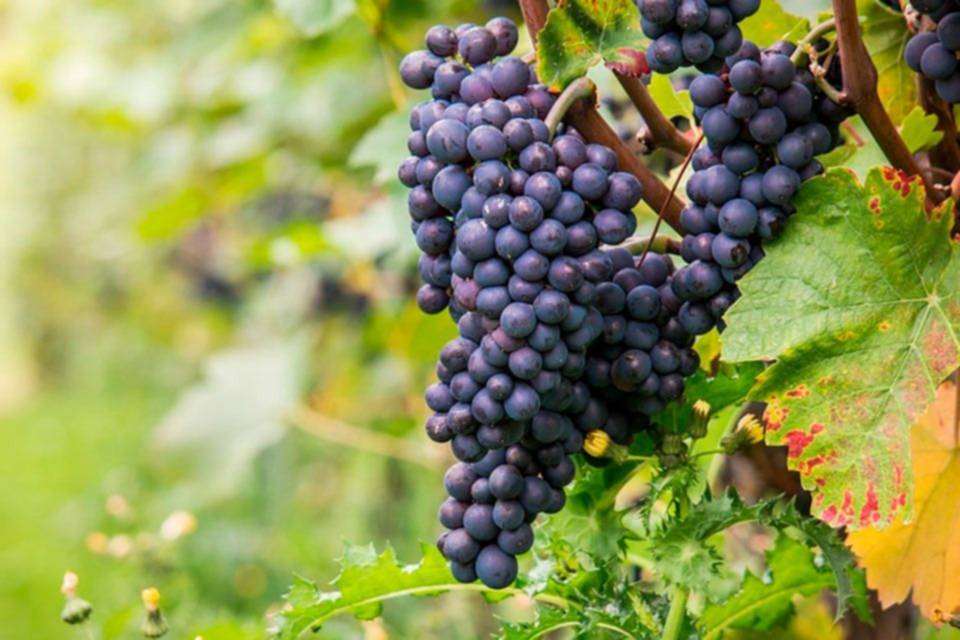 Pinot Noir celebra su Día Internacional