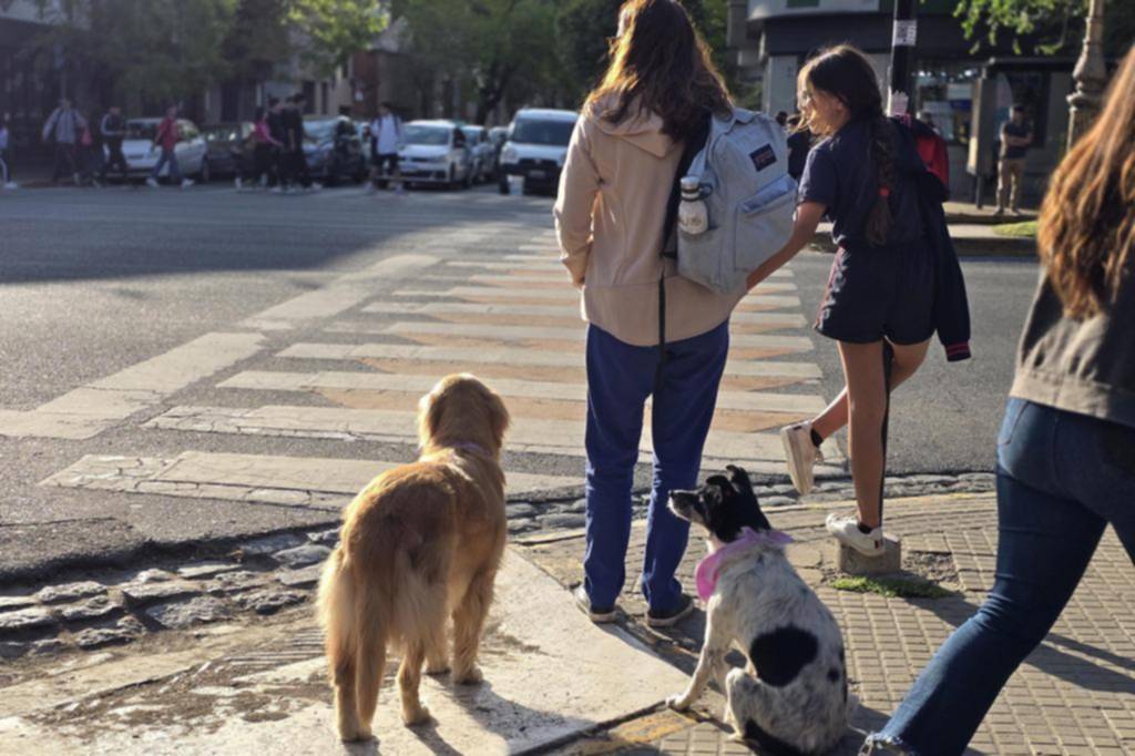 Comida, baño, remedios: la mascota en números