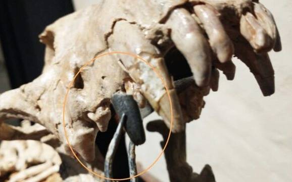 Hallan diente de un perro gigante que habitó el norte bonaerense hace 200.000 años