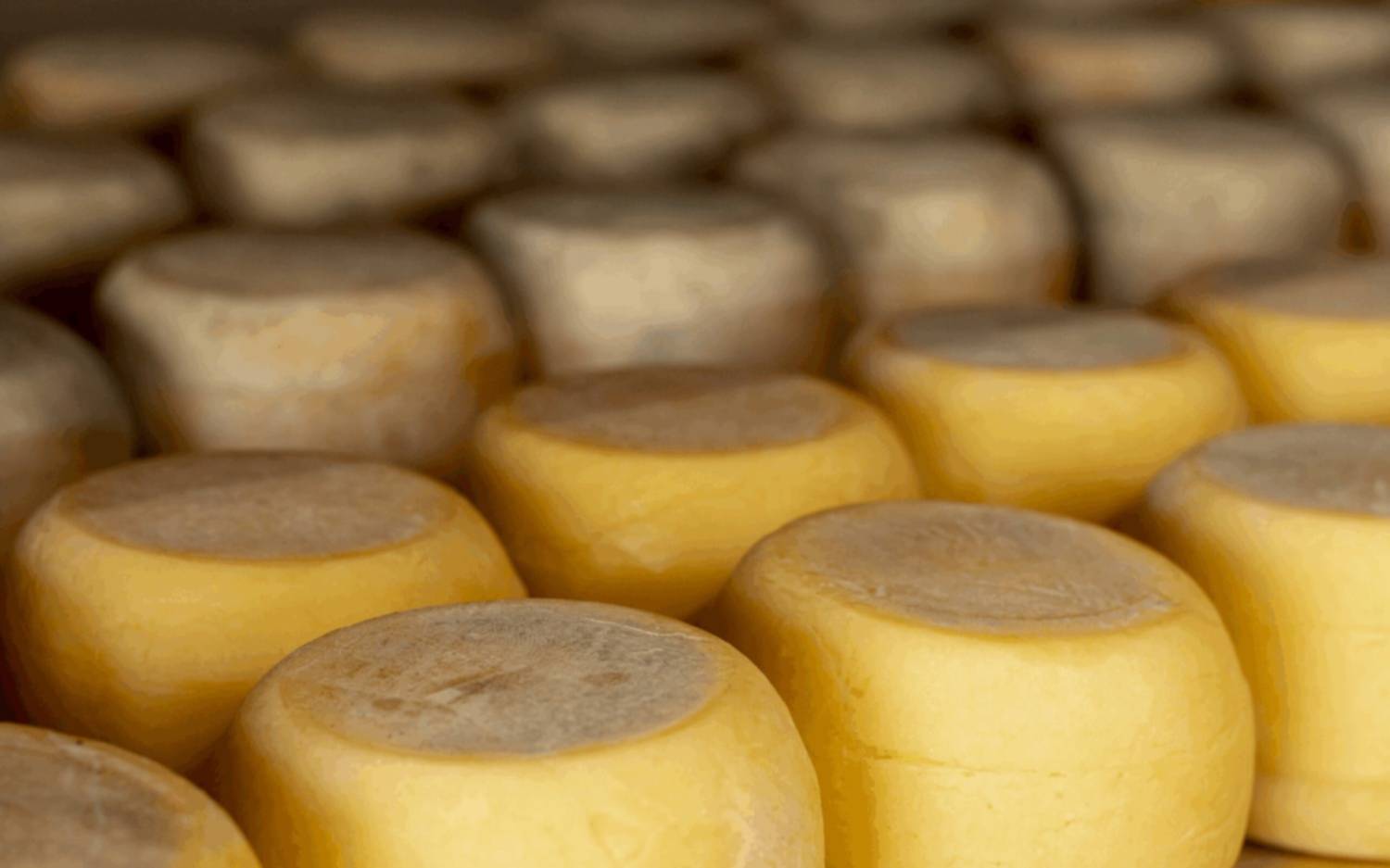 Brote de listeriosis en la provincia de Buenos Aires vinculado a queso criollo