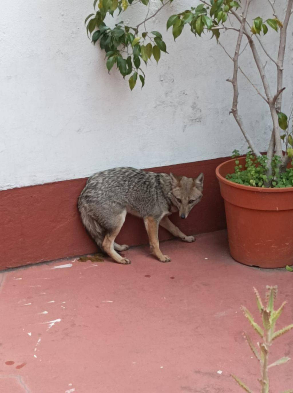 Zorros en el Centro: creen que los traen del campo y escapan o los abandonan