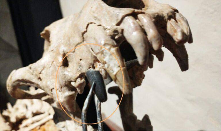 Hallan restos de un perro de hace 200.000 años