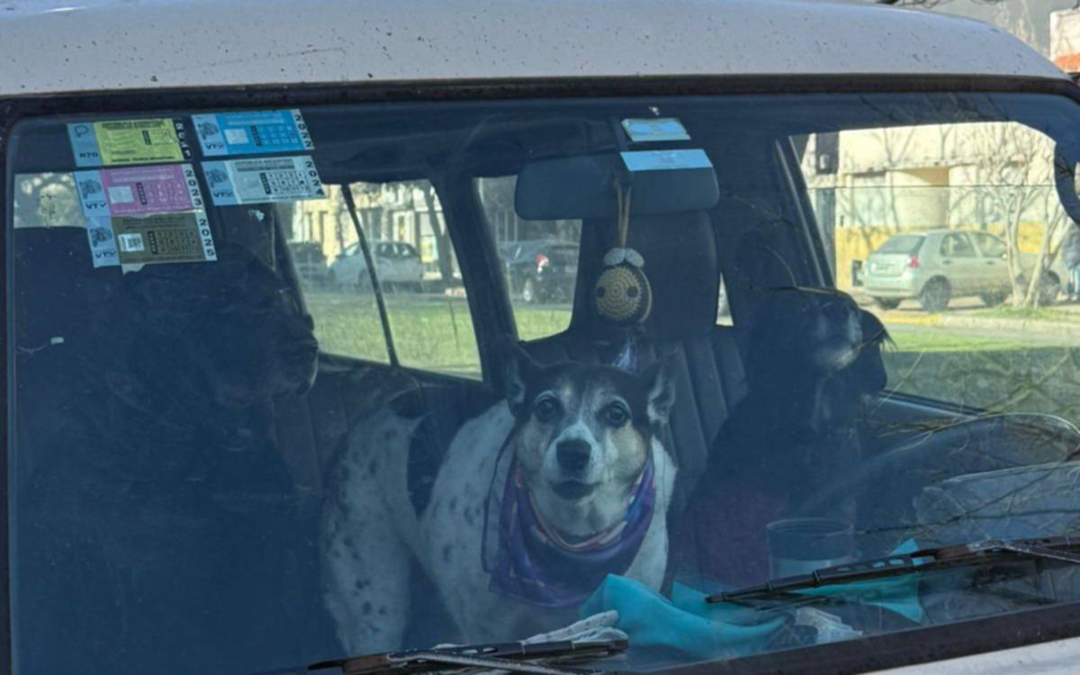 Dejaron a cuatro perritos encerrados en una combi en La Plata y desató la indignación vecinal en el barrio