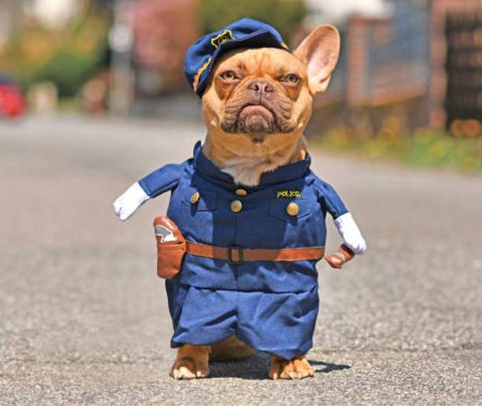 Ocurrencias: fanatismo animalistay mascotas reverenciadas