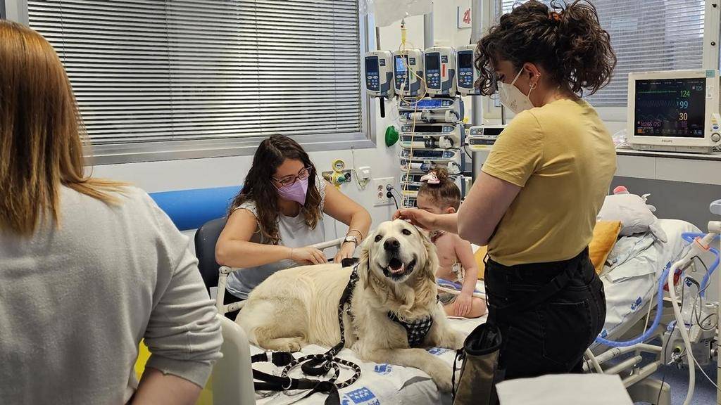 “Dogtores”: la terapia con perros gana terreno en el país