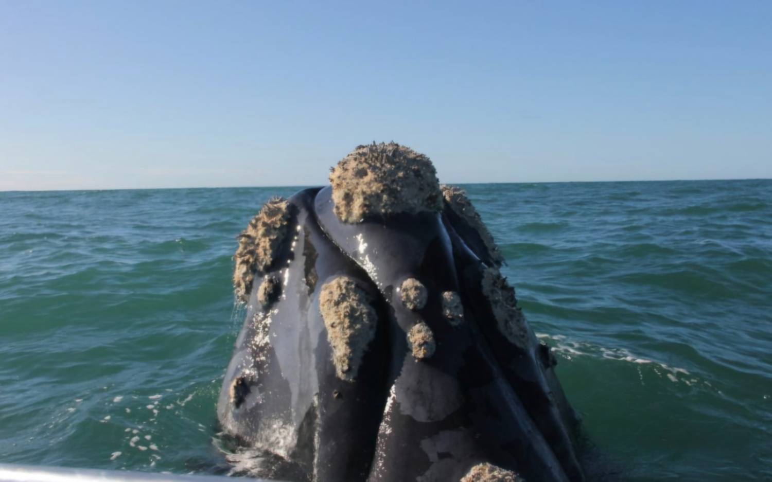 Un grupo de ballenas sorprendió a turistas en un avistaje frente a Mar del Plata