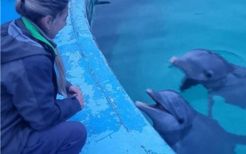 Mar del Plata: trasladaron lobos marinos y constataron el buen estado de los delfines del Aquarium