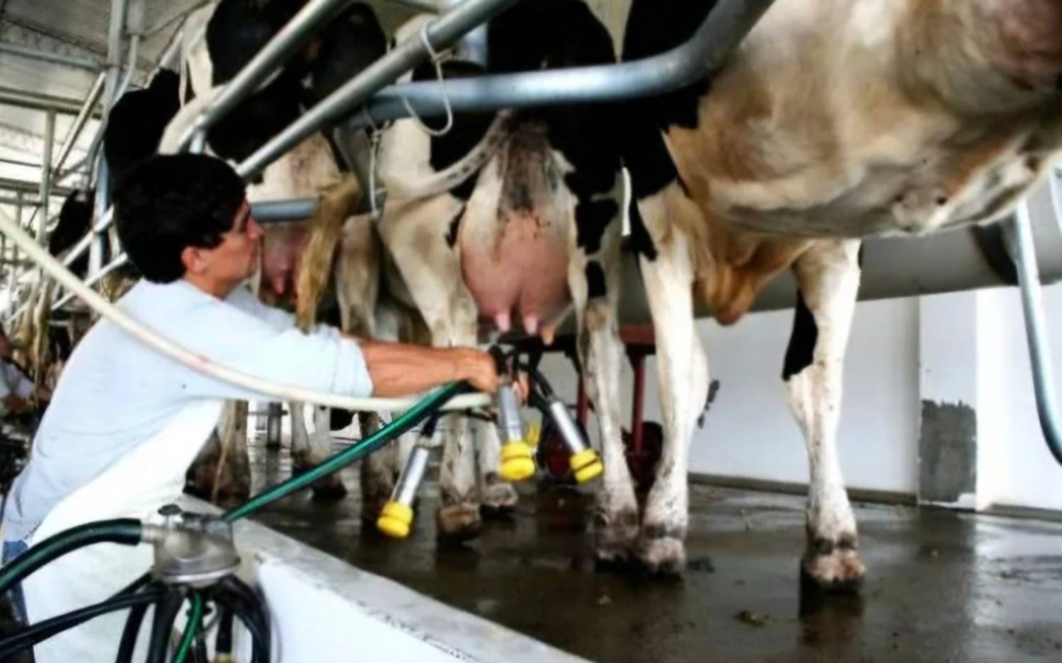 Argentina lidera el crecimiento mundial de la producción de leche en el primer semestre