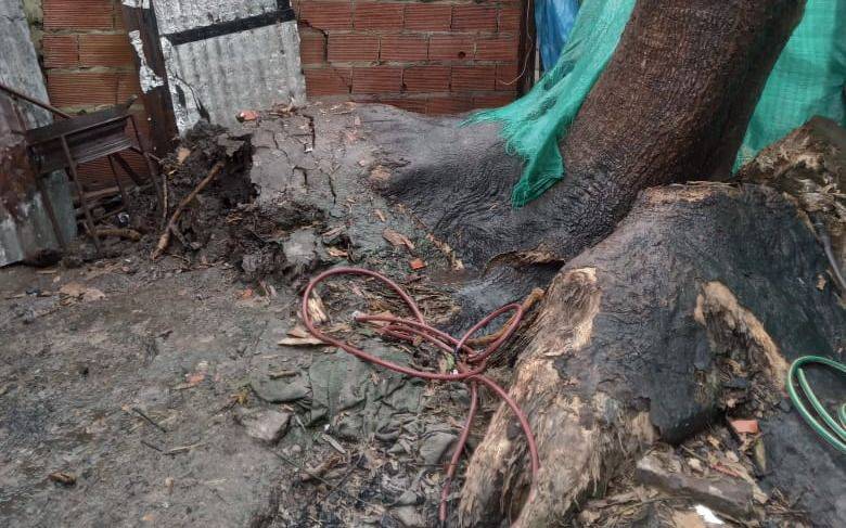 Coletazo de la tormenta en La Plata: operativo y tensión por un ombú a punto de caer encima de una casa