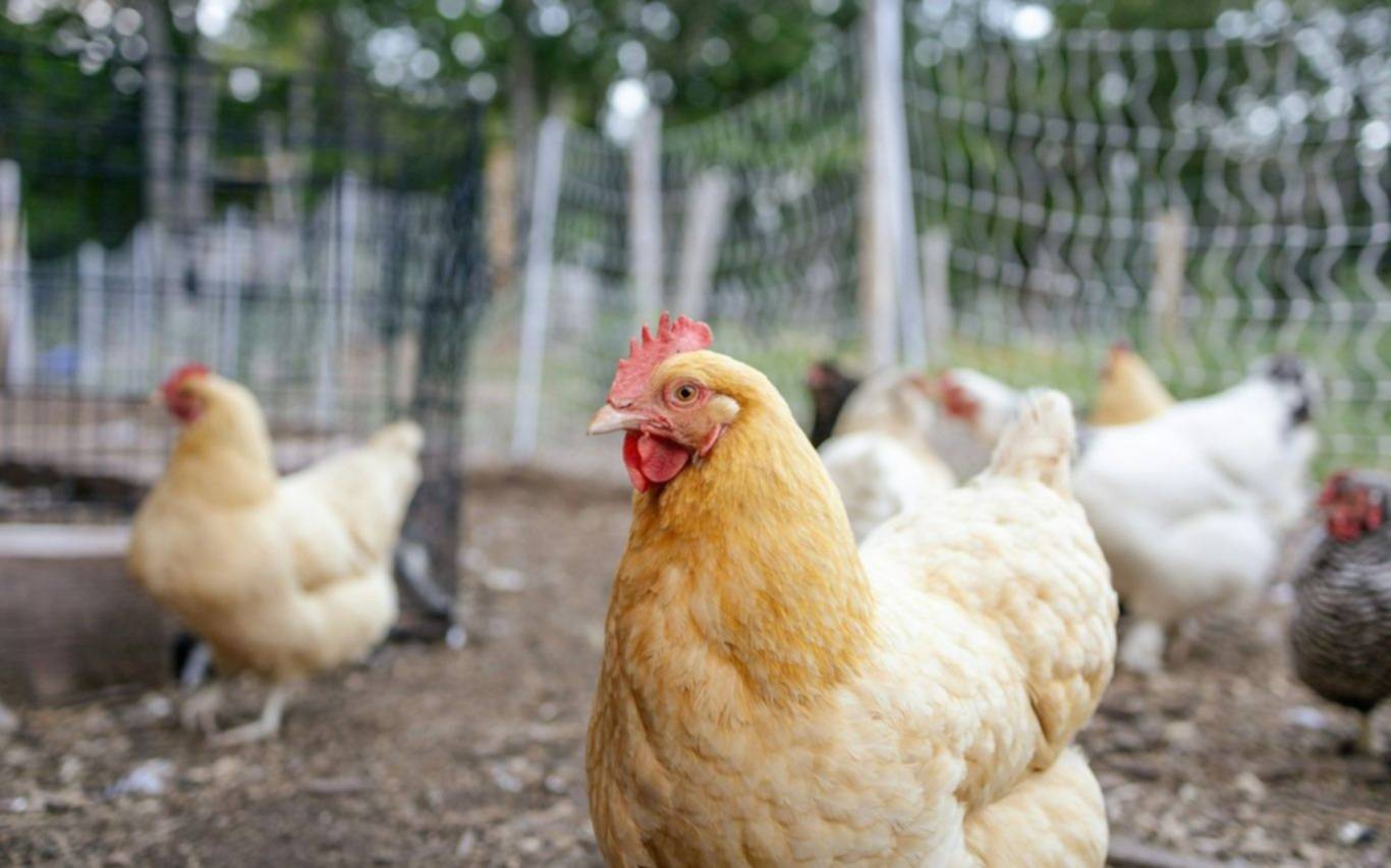 Alarma en la Provincia por brote de influenza aviar en productos avícolas: suspenden exportaciones