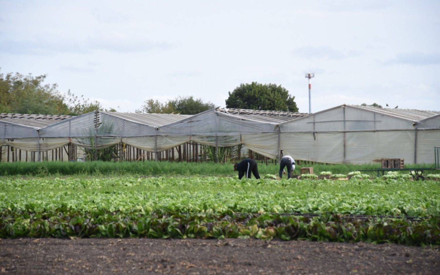 Casi 5.000 hectáreas y más de 6.000 empleos: los números del cordón frutihortícola del Gran La Plata